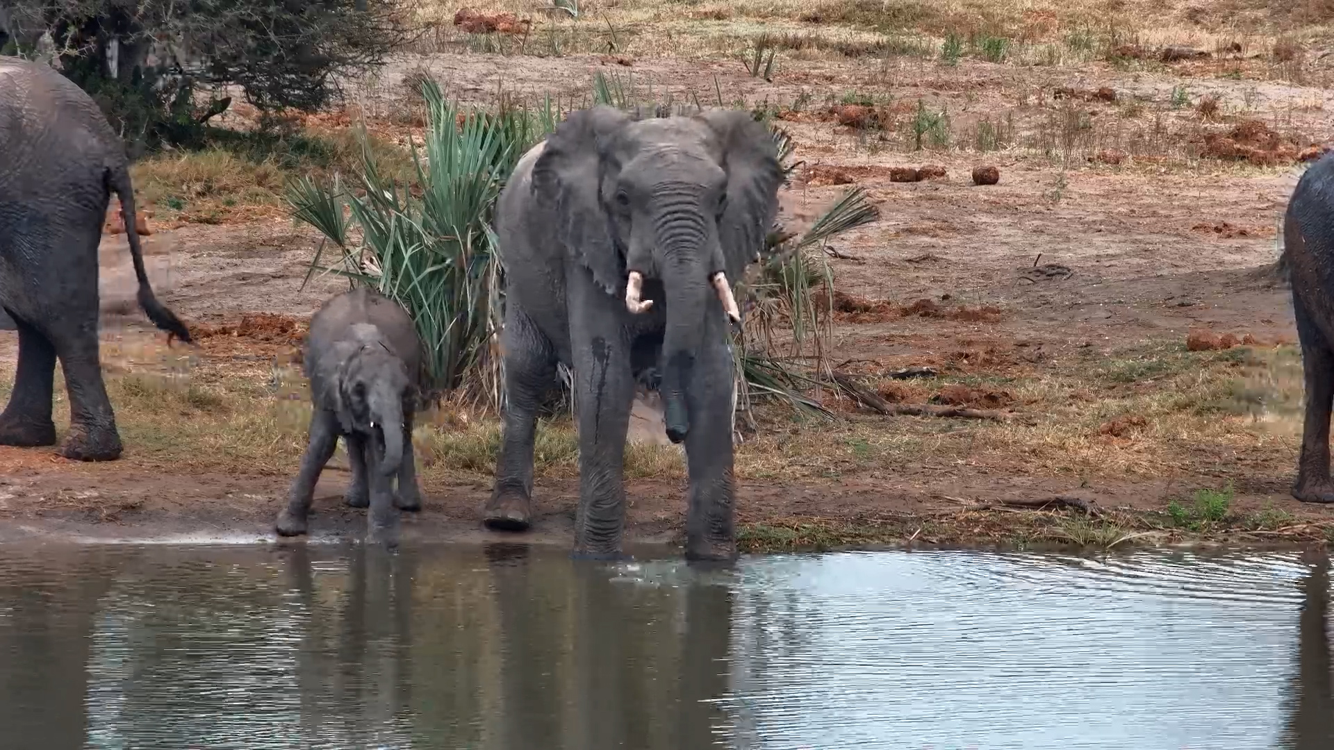 Elephant Calf Joins the Herd for a Drink