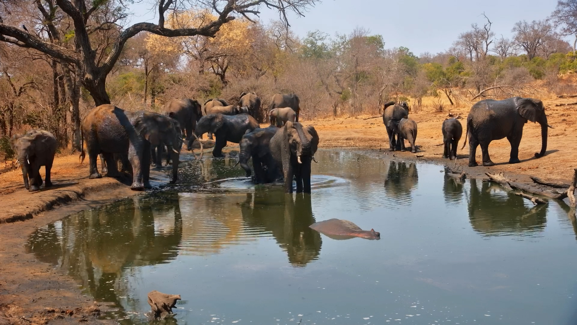 Huge Elephant Herd Takes Over Serondella Waterhole