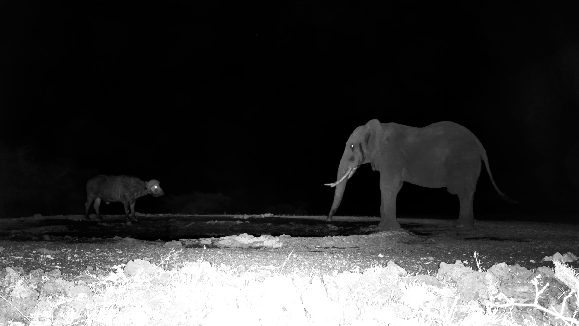 Elephant Rules the Waterhole - Buffalo Learns the Hard Way