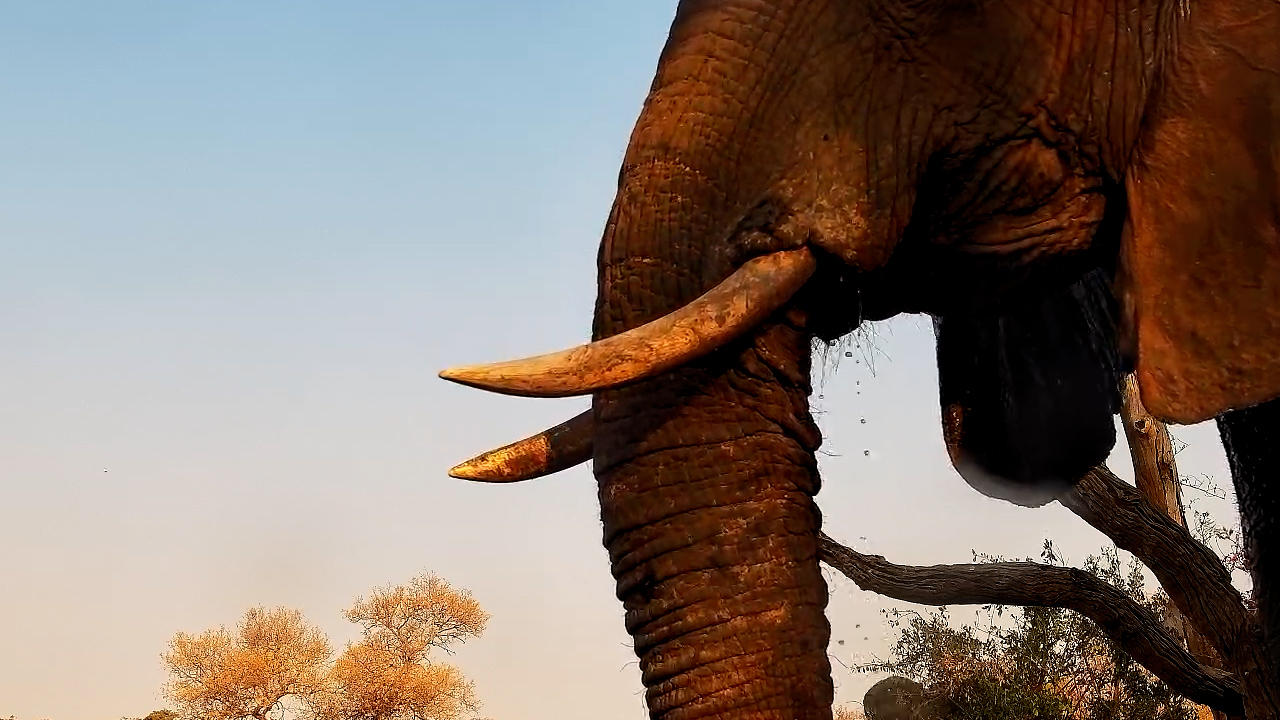 Close-Up Elephant Moments: Drinking at Kings Camp