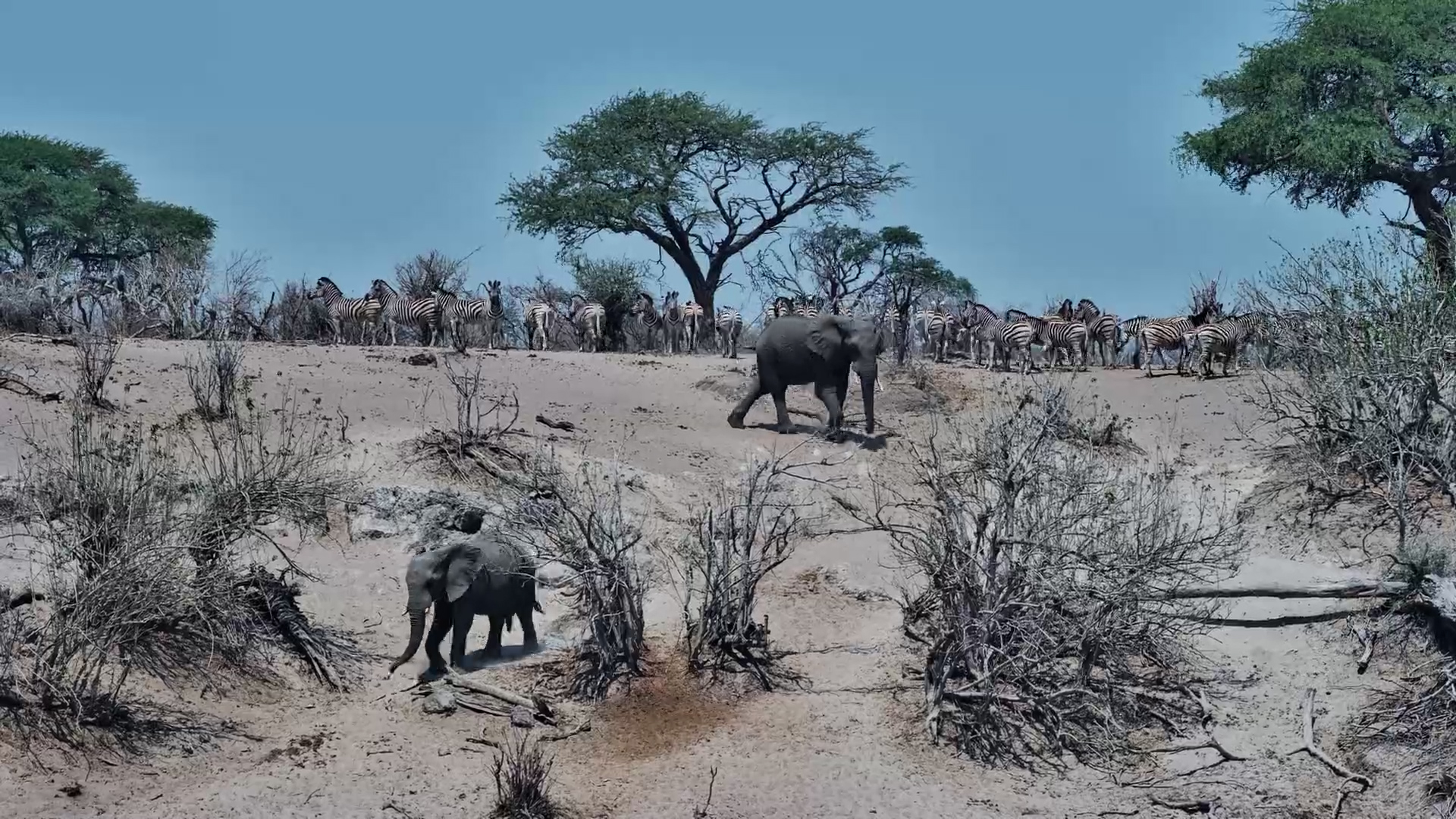Uninvited Guest: Elephant Disturbs Relaxing Zebras at Camelthorn