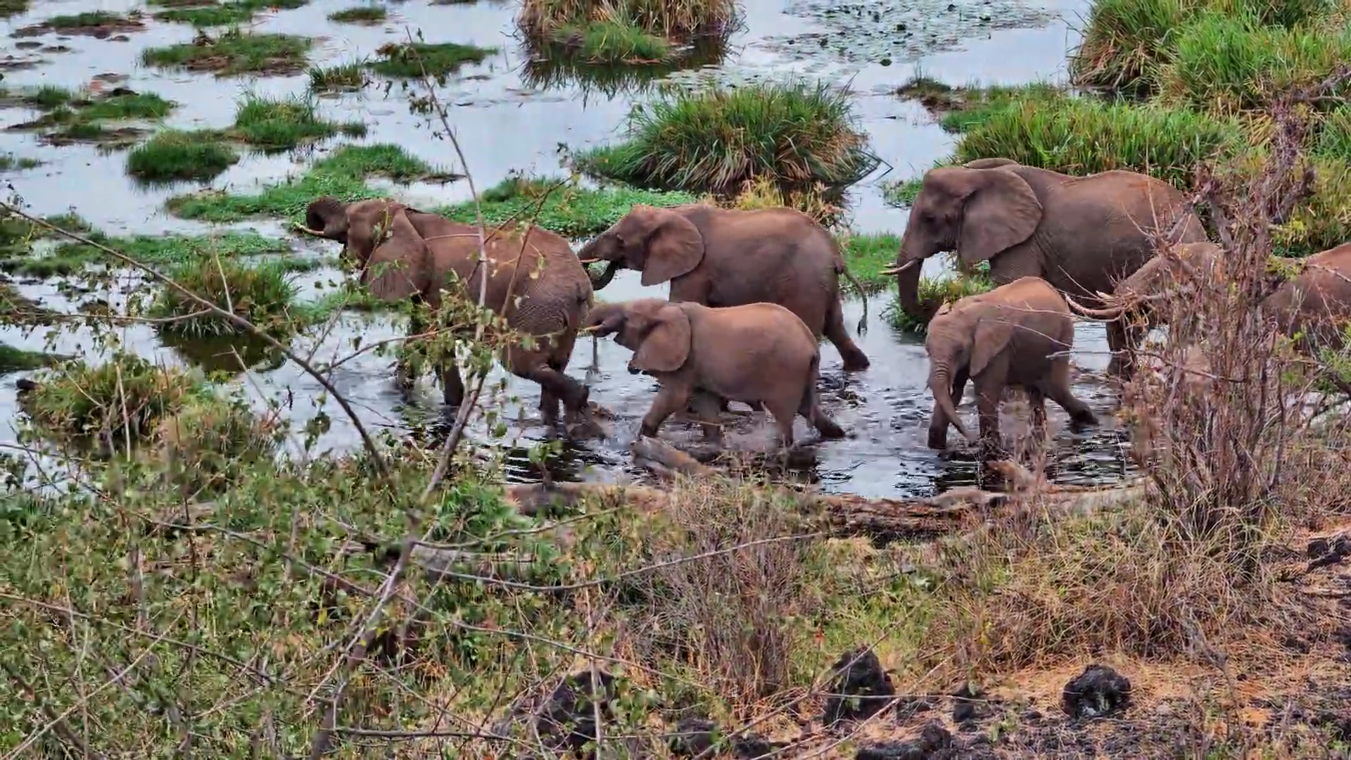 Elephants Walk in Single File Across Finch Hattons