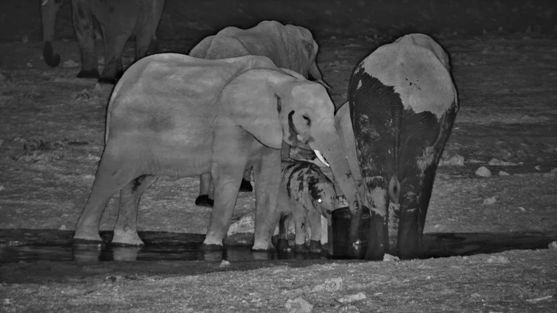 Elephants Drink Fresh Water at Meno a Kwena