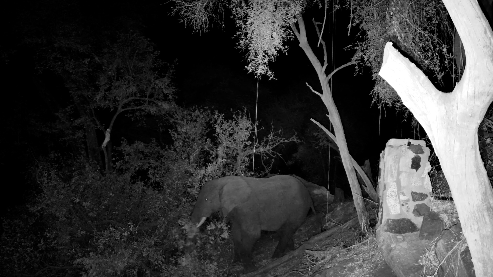 Elephant’s Midnight Snack: Tree Doesn’t Stand a Chance!