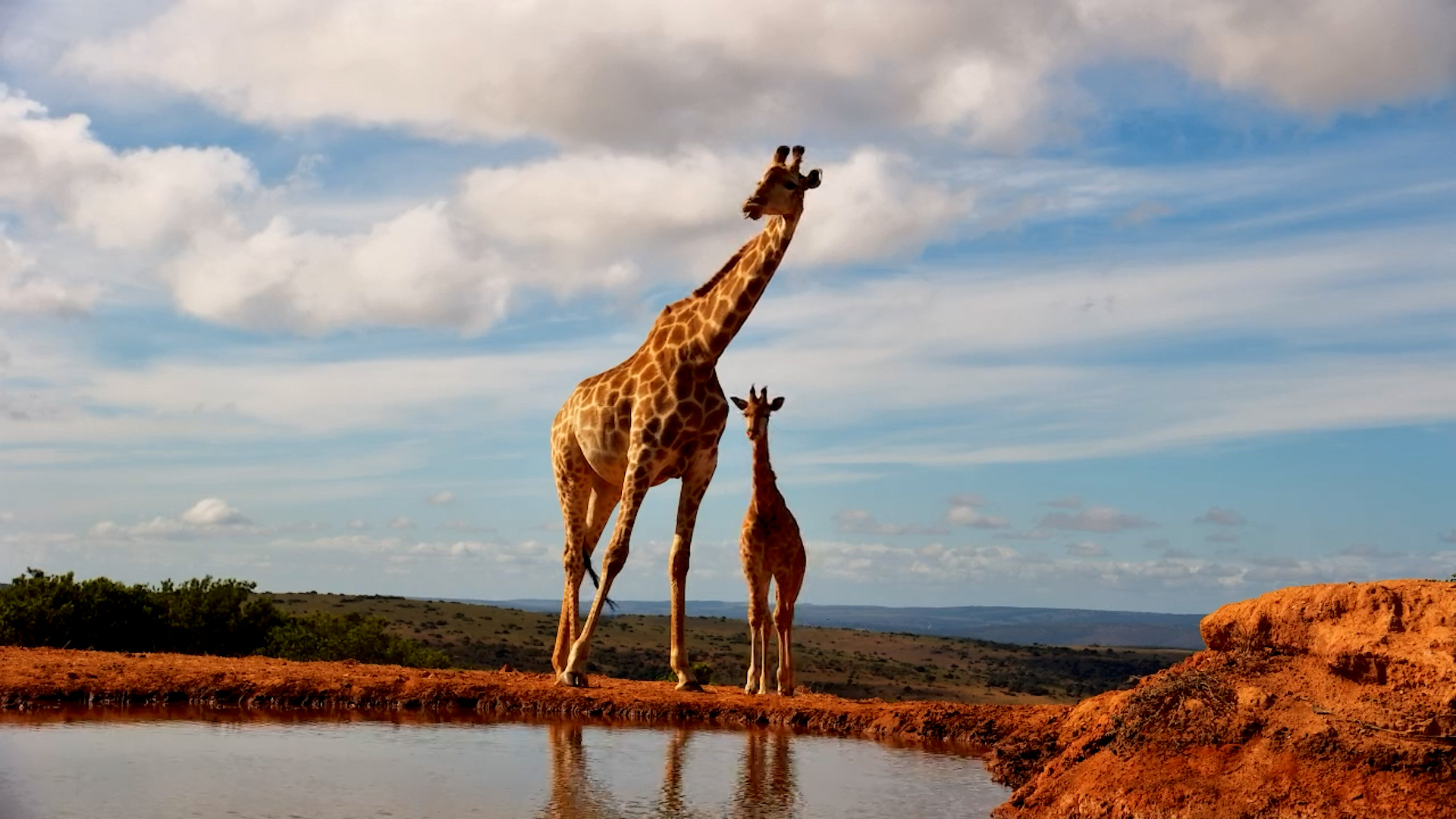Giraffes Enjoy a Drink and a Scratch at the Waterhole
