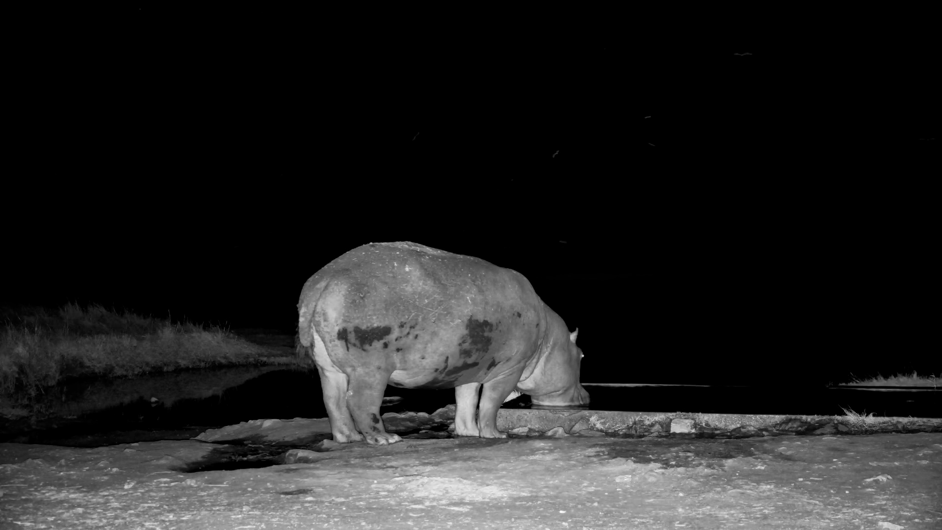 Moto Moto Refreshes at the Hide Well and Returns to the Waterhole