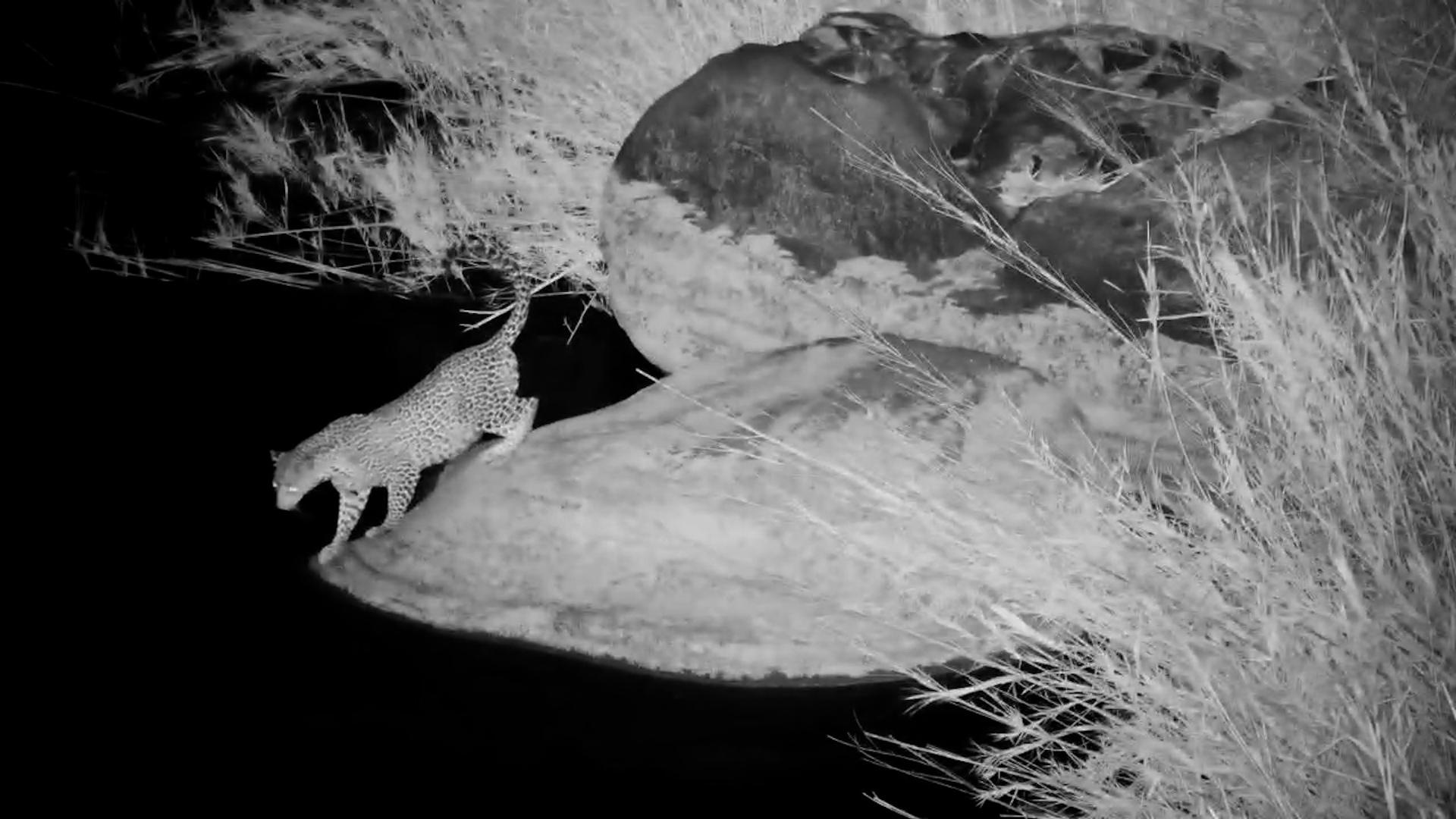 Leopard Jumps Across Sabie River