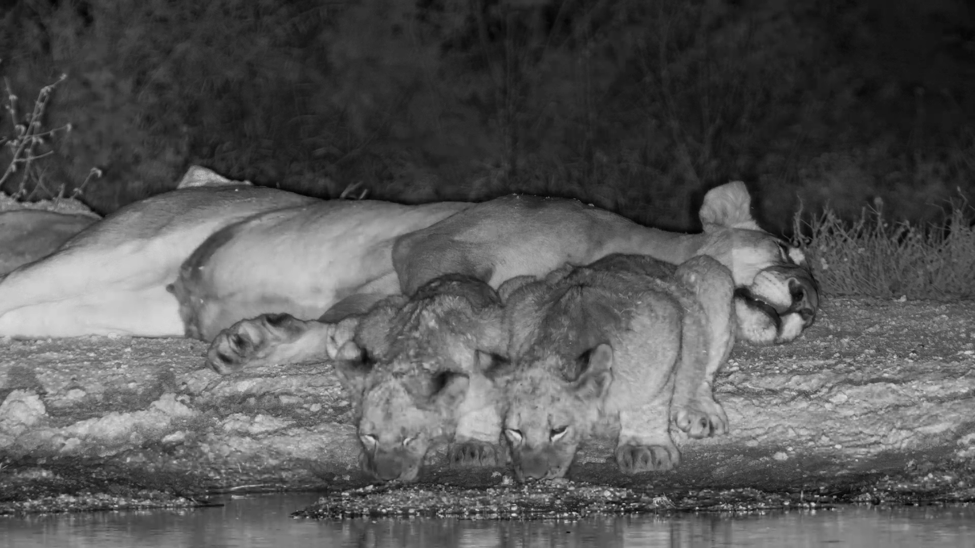 Lion Pride Lounges by Onguma Waterhole