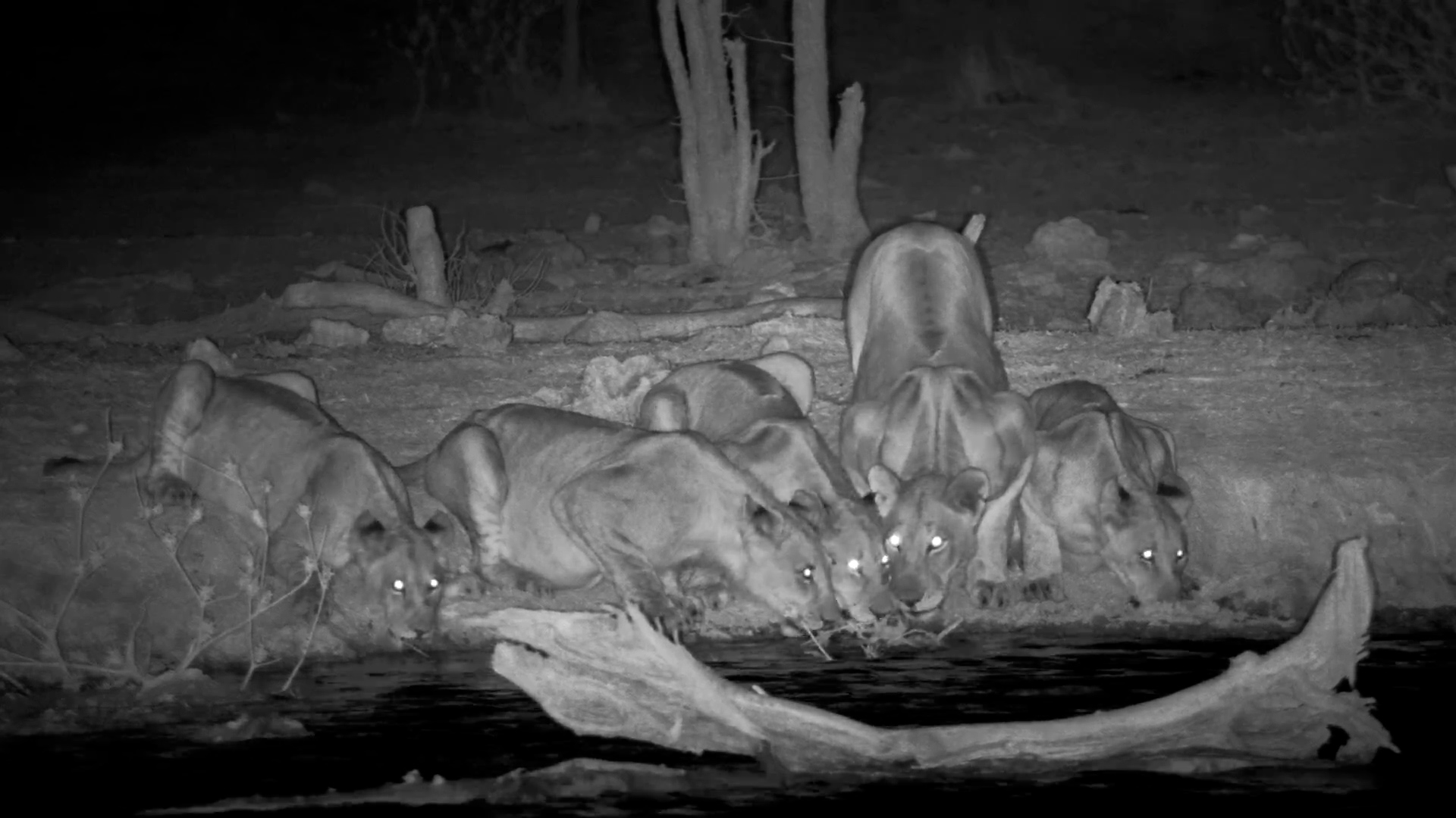 Lions of the Night: Majestic Pride Drinks in the Darkness