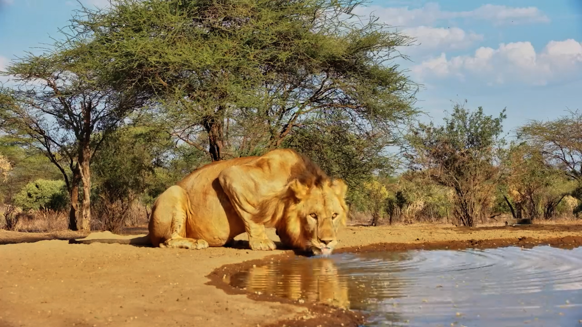 Afternoon Visit: Male Lion Drinks at Lentorre Photography Hide