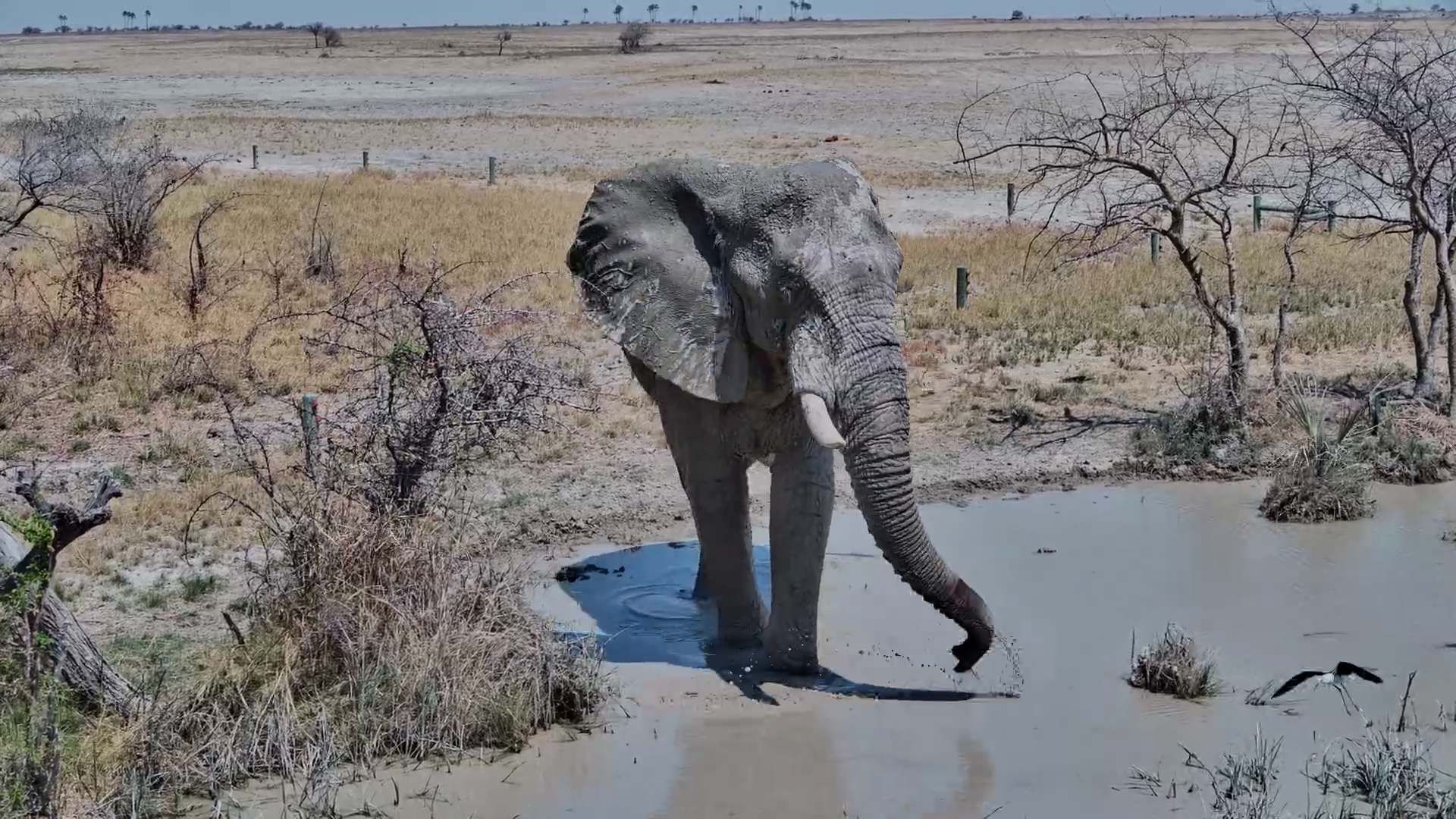 Relaxing One-Tusked Elephant at Jack’s Camp Waterhole