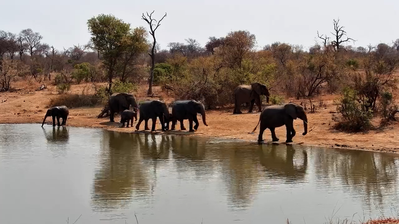 Elephants Gather at Simbavati Waterside Waterhole