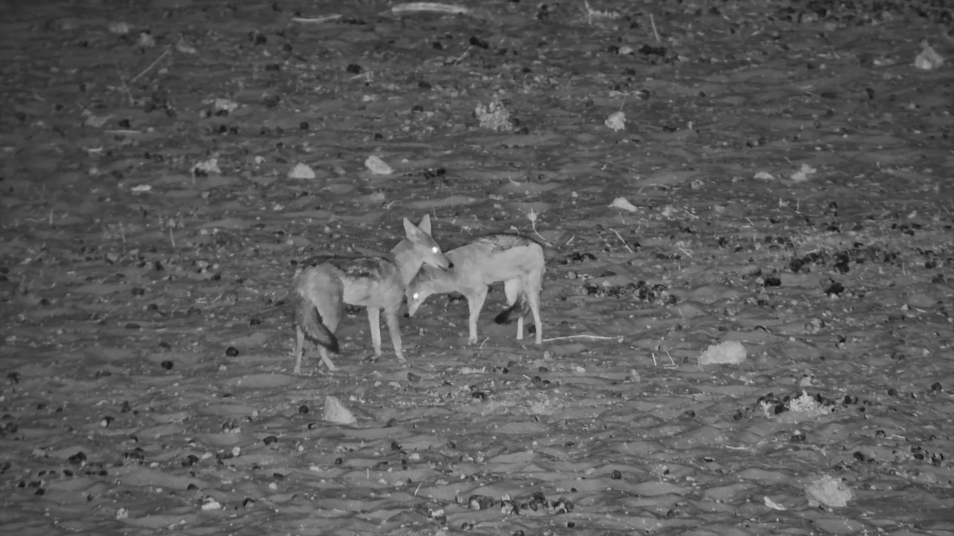 Jackals Chase and Interact at Moela