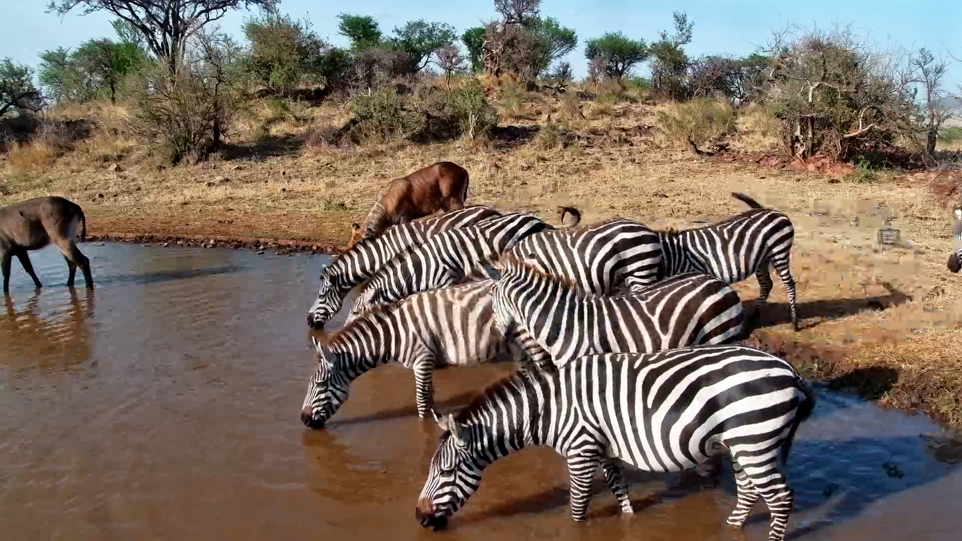 Zebras and Waterbucks Drink Together at Serengeti Explorer