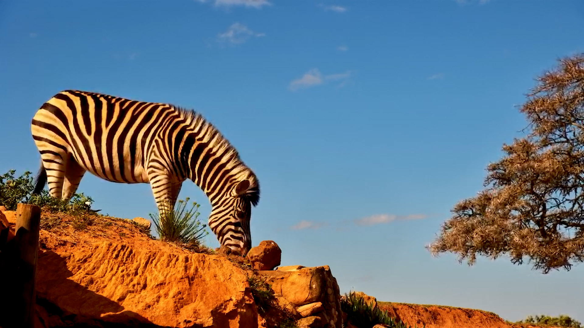 Zebra Feeds Above the Hide at Founders
