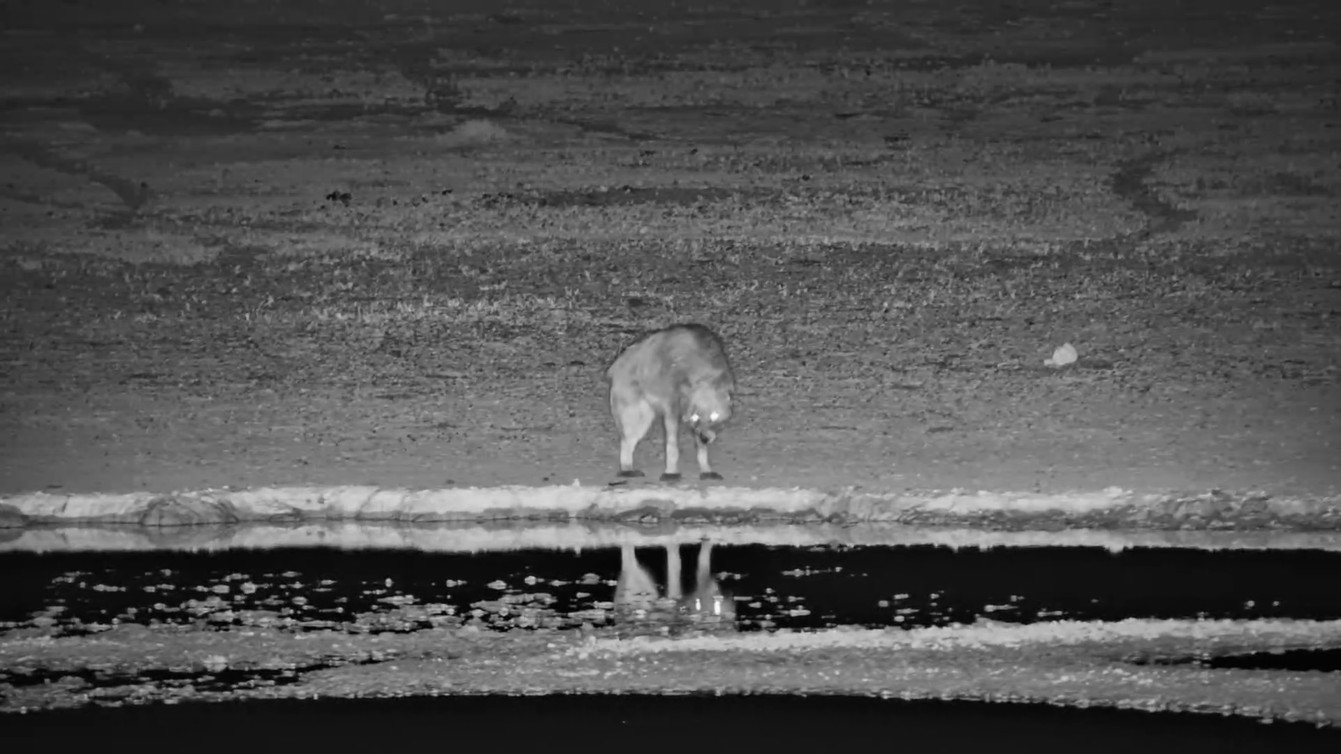 Brown Hyena Drinks at Jack’s Camp