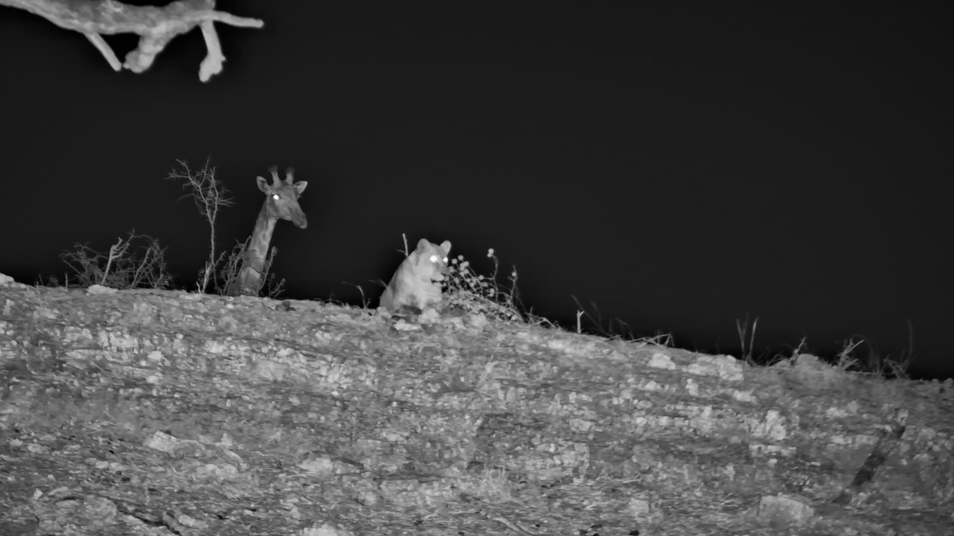 Lone Lioness Targets Giraffe Under Cover of Darkness
