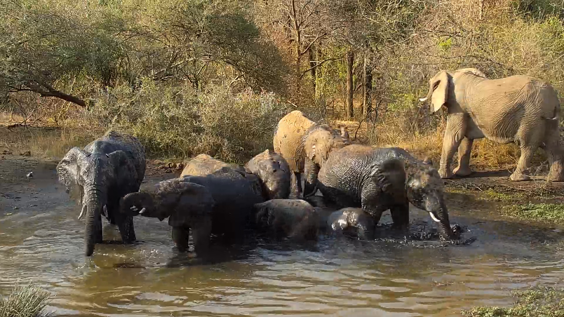 Elephant Pool Party at Kwa Maritane Waterhole