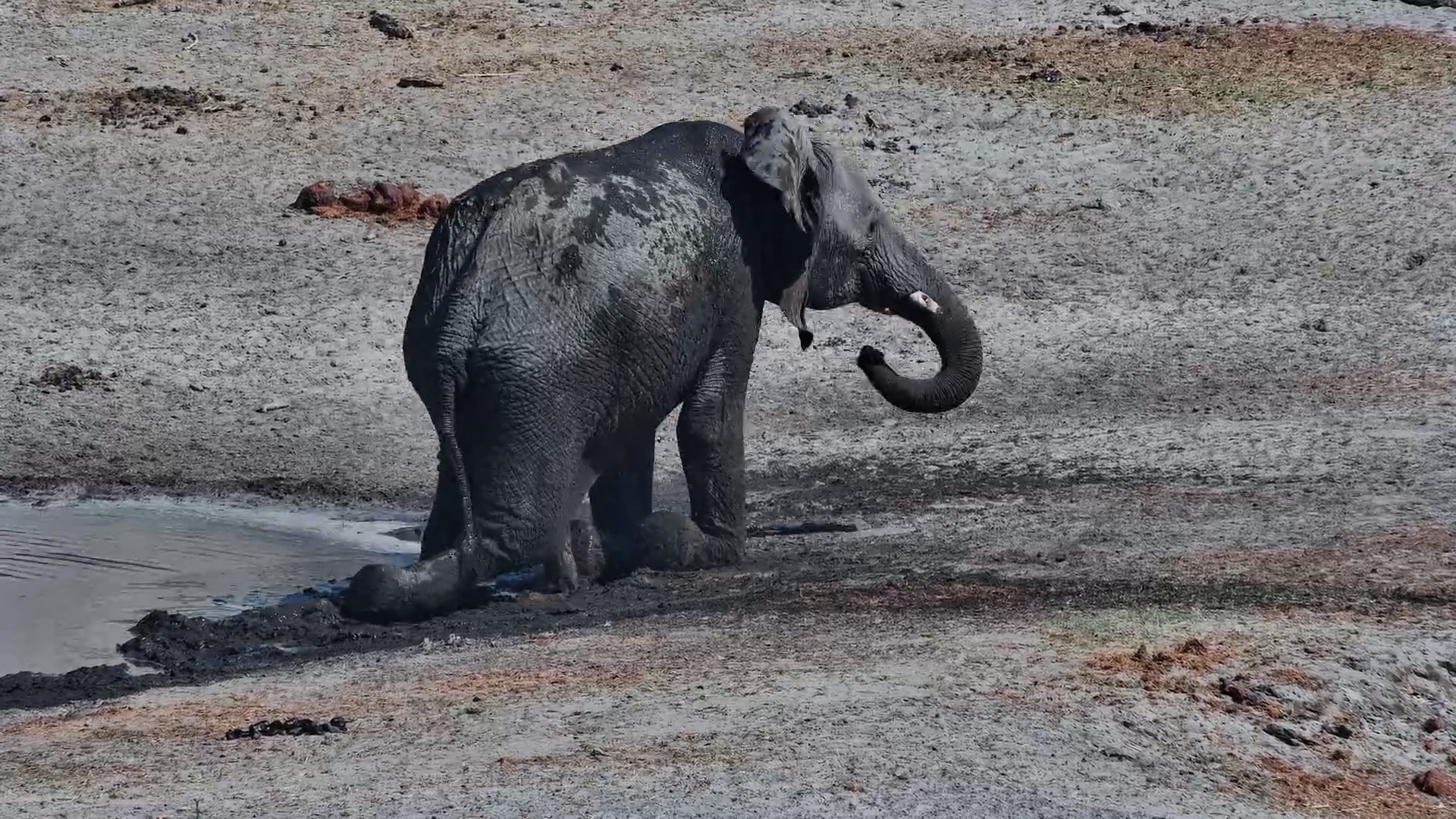 Elephant Living Its Best Life at Camelthorn