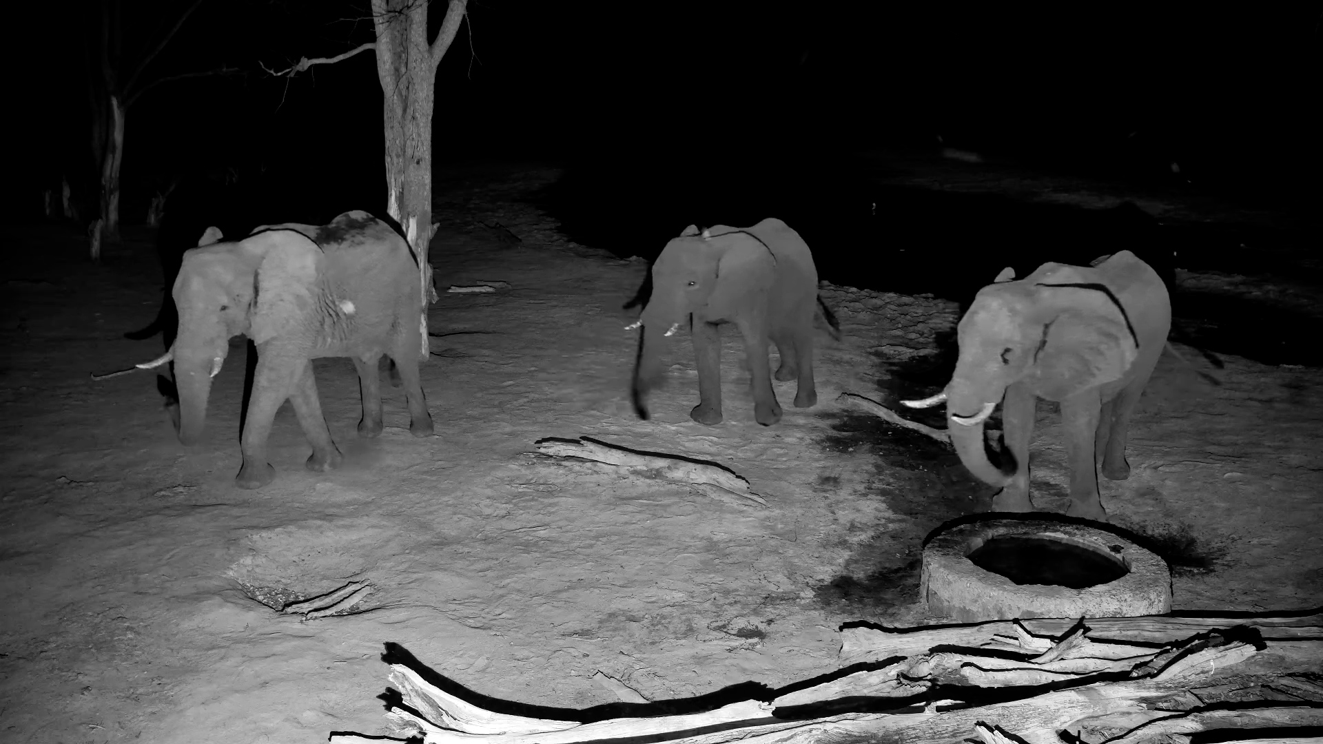 Nocturnal Gathering: Elephant Herd Drinks at Elephant Pan