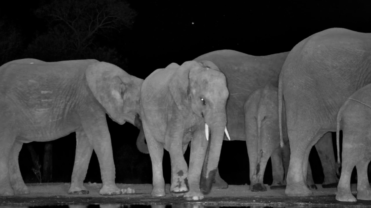 Nocturnal Visit: Elephants Drink at Kings Camp Waterhole