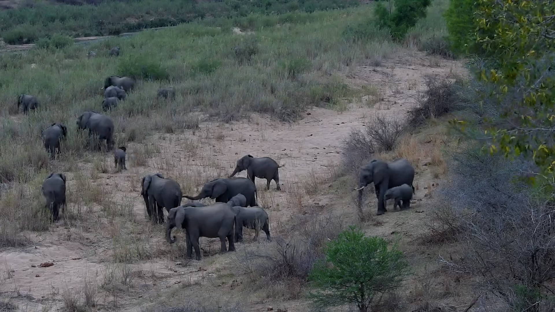 Elephant Herd Hanging Out at Skukuza