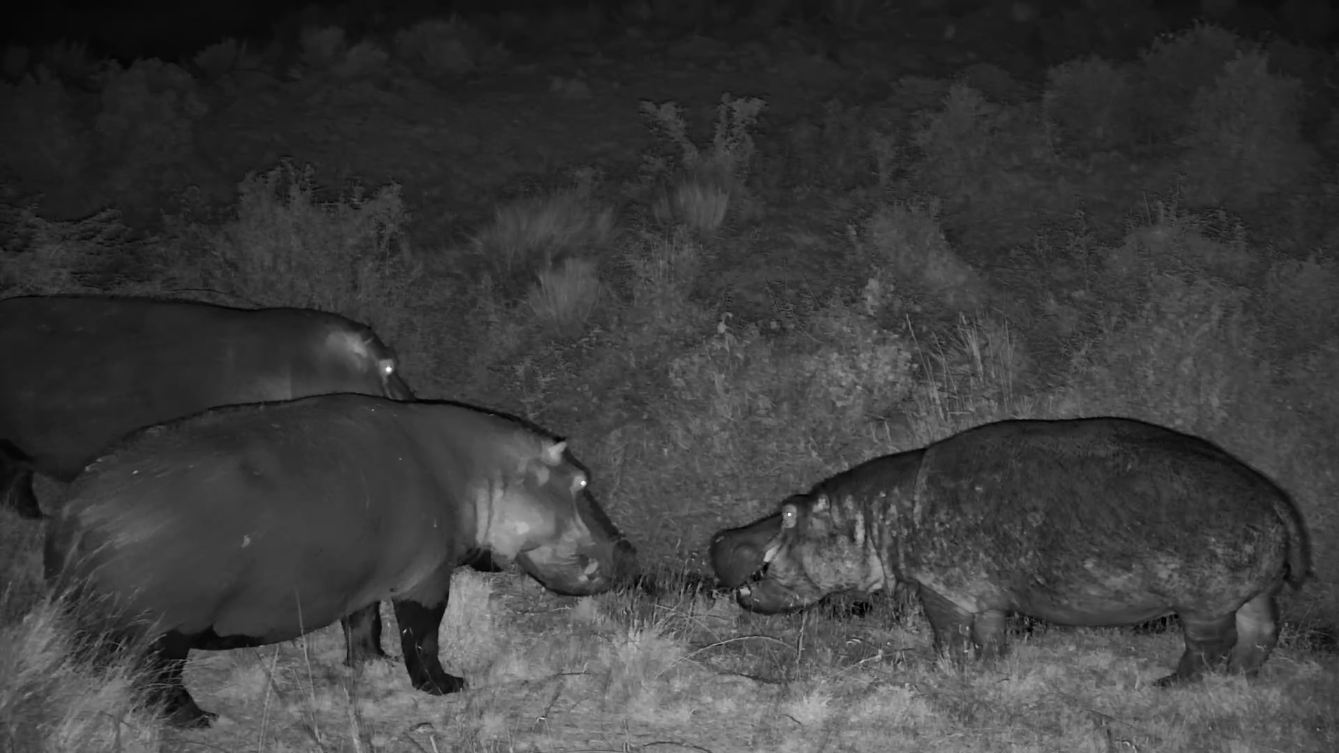 Hippos Yelling at Each Other in the Dark…