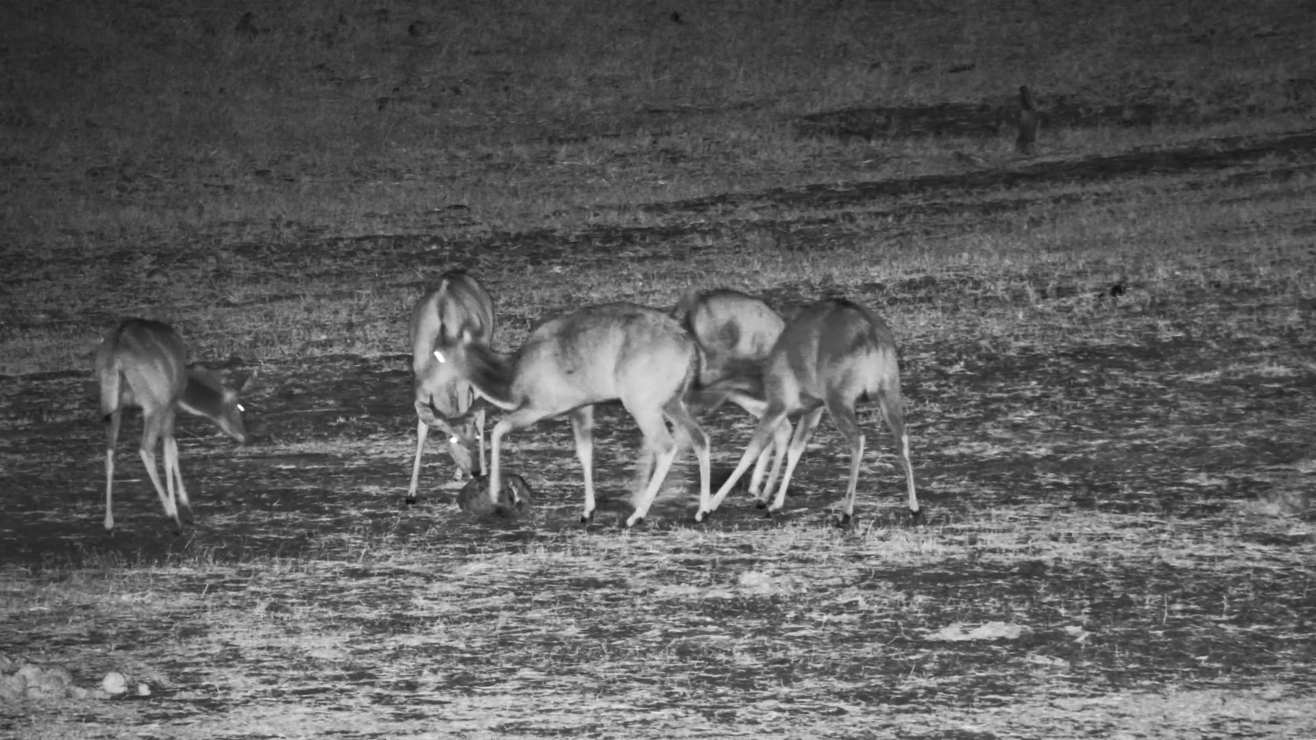 Kudu Refuses to Share the Salt Block