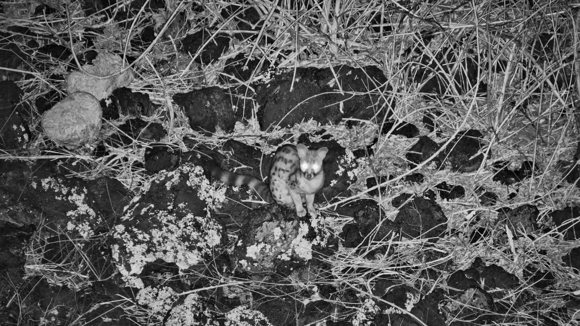 Large Spotted Genet Forages at Finch Hattons