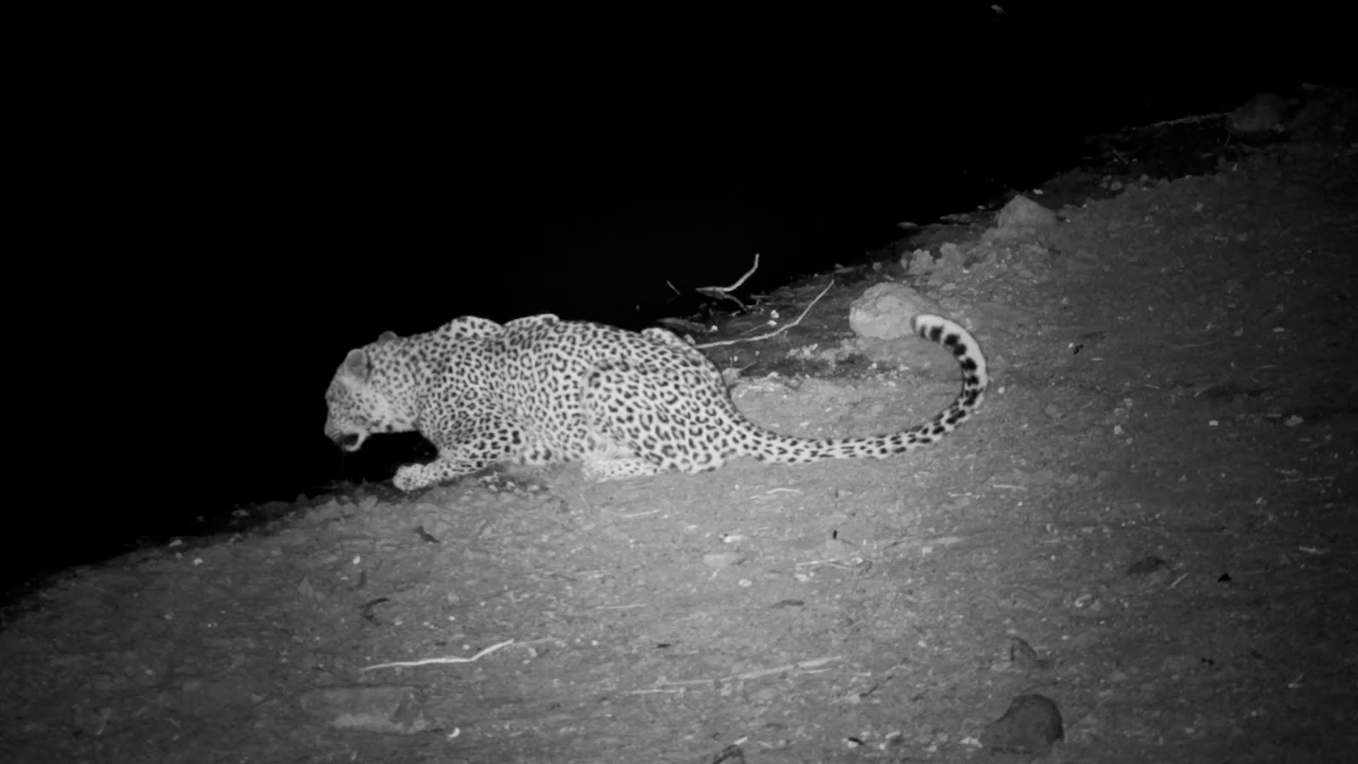 Nocturnal Leopard Patrol at Jabulani