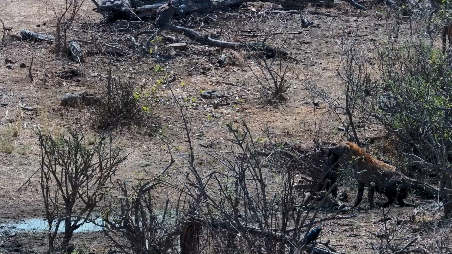 Spotted Hyenas Scavenge a Kudu Carcass