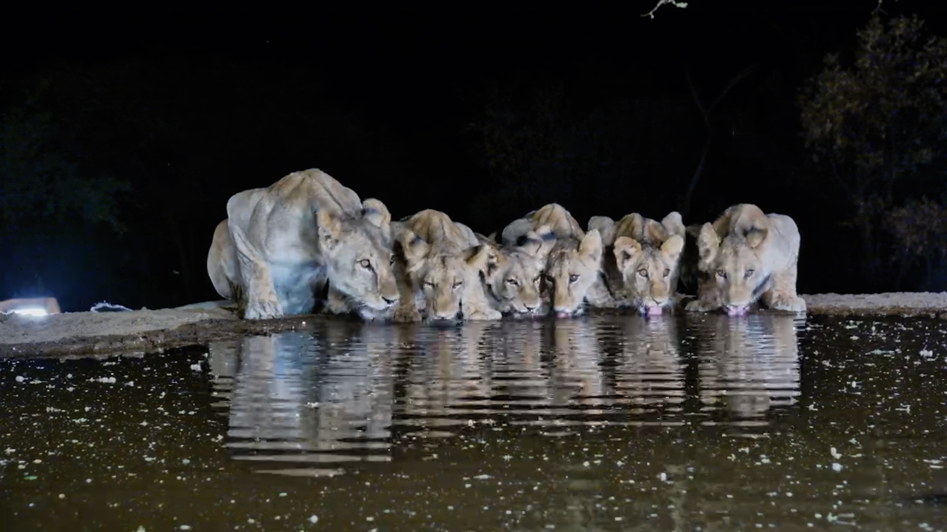 Lioness and Big Cubs Arrive for a Drink