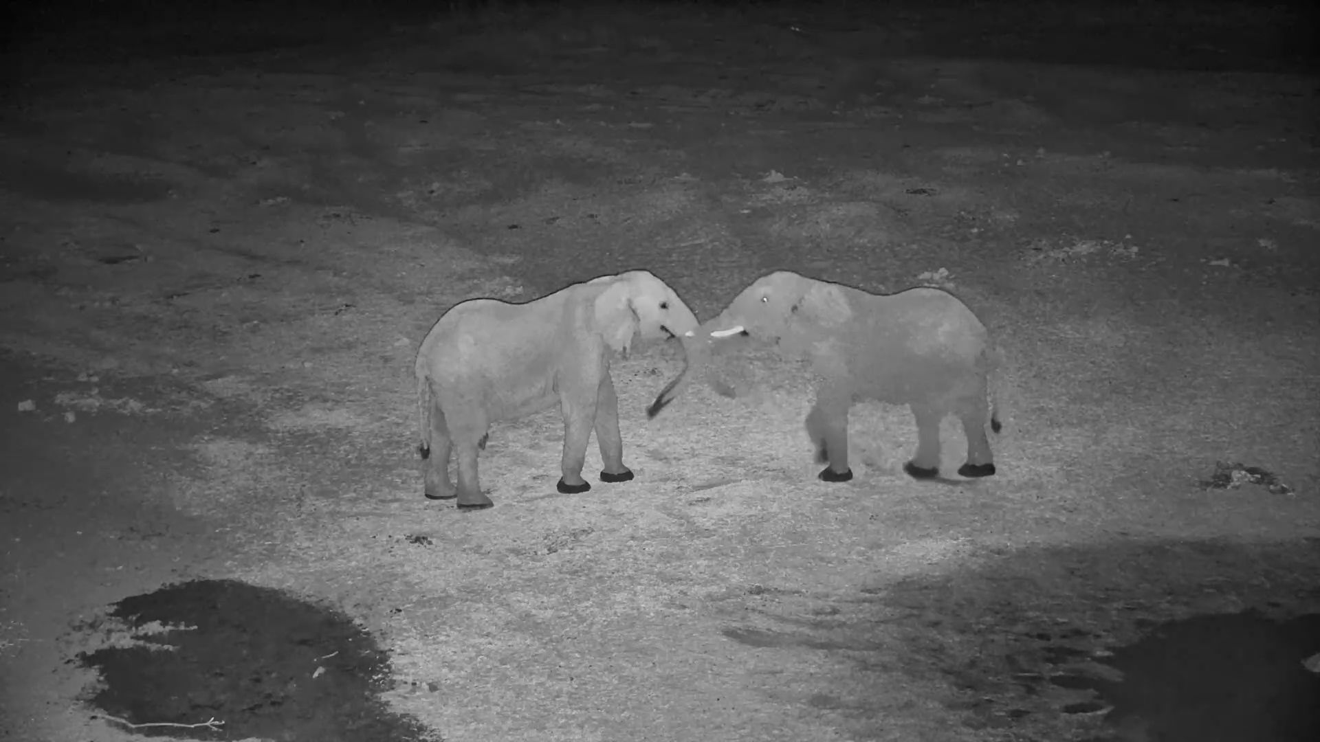 Two Elephants Sparring at Moela