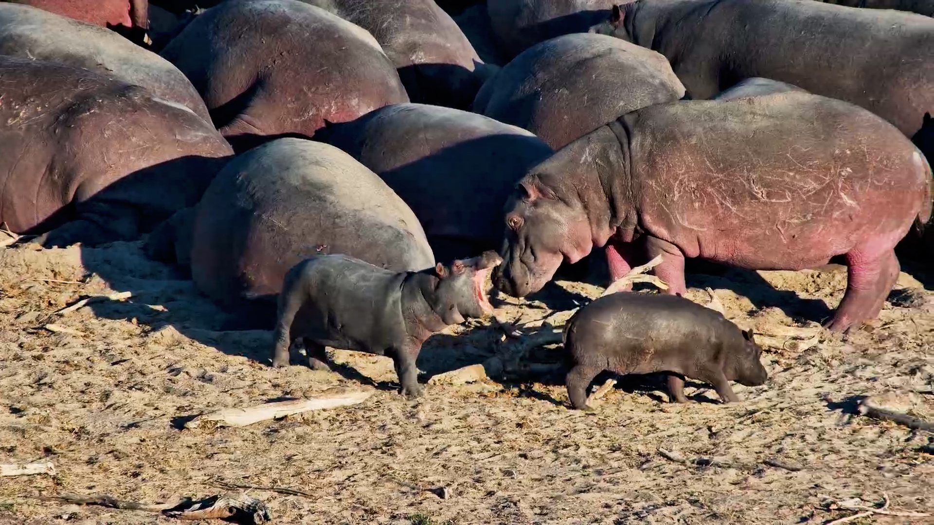 Little Hippos on the Move, Big Hippos Chill Out