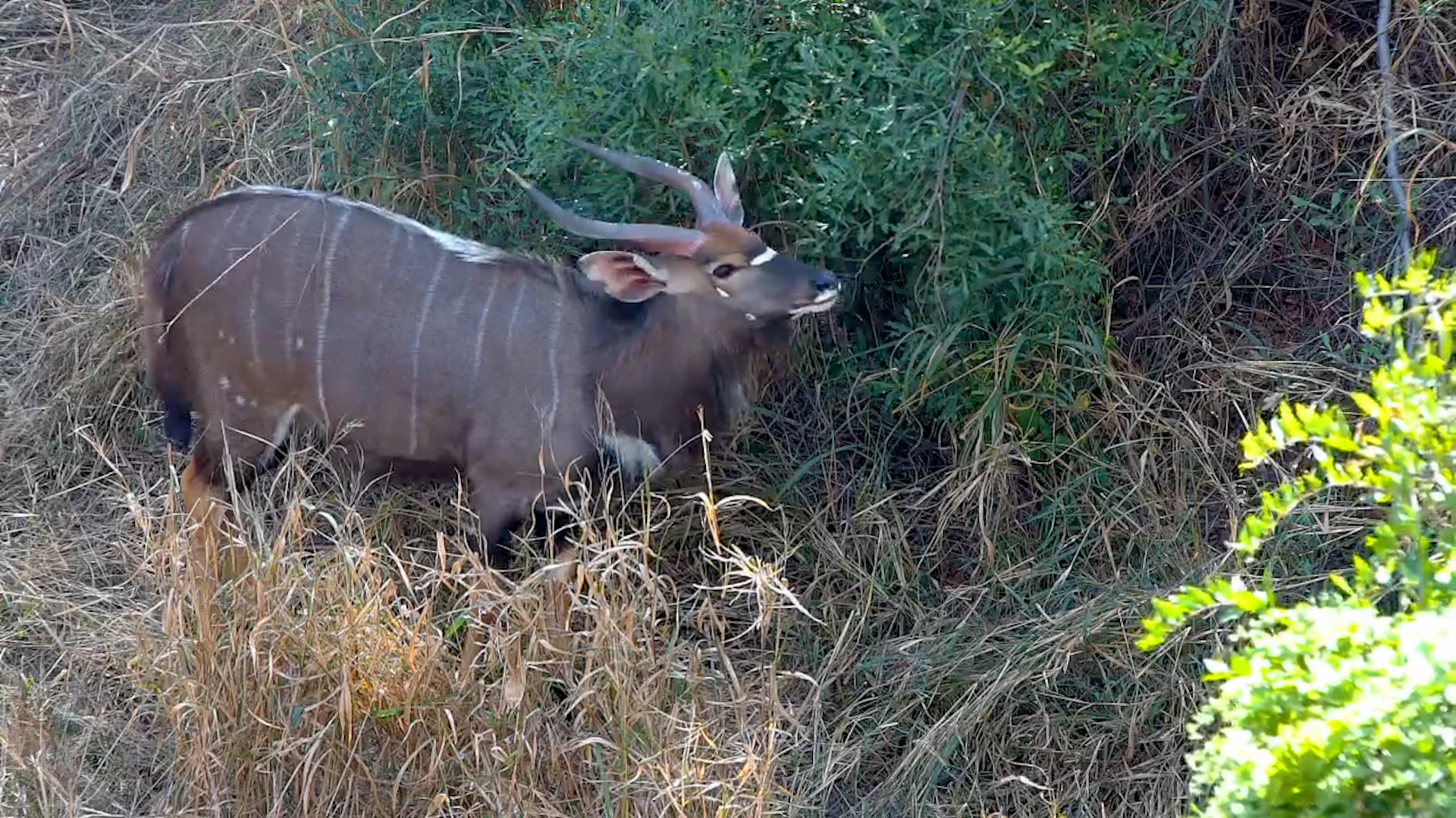 Nyala Bulls Feed Below the Bridge