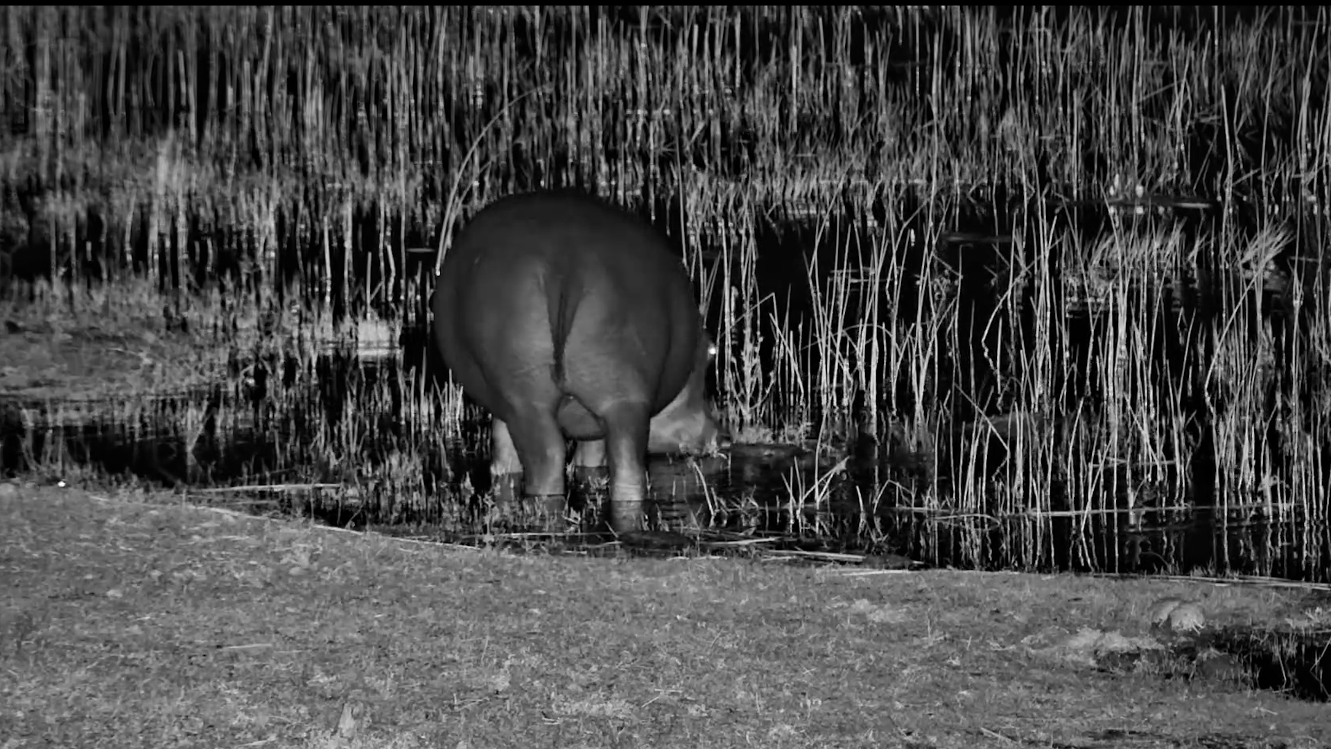 A Hungry Hippo Grazes Through the Darkness