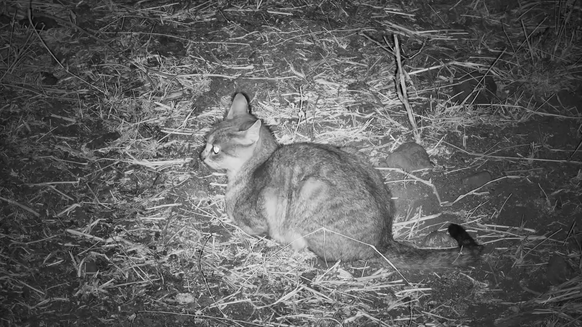 African Wildcat Hunts Around the Waterhole After Dark