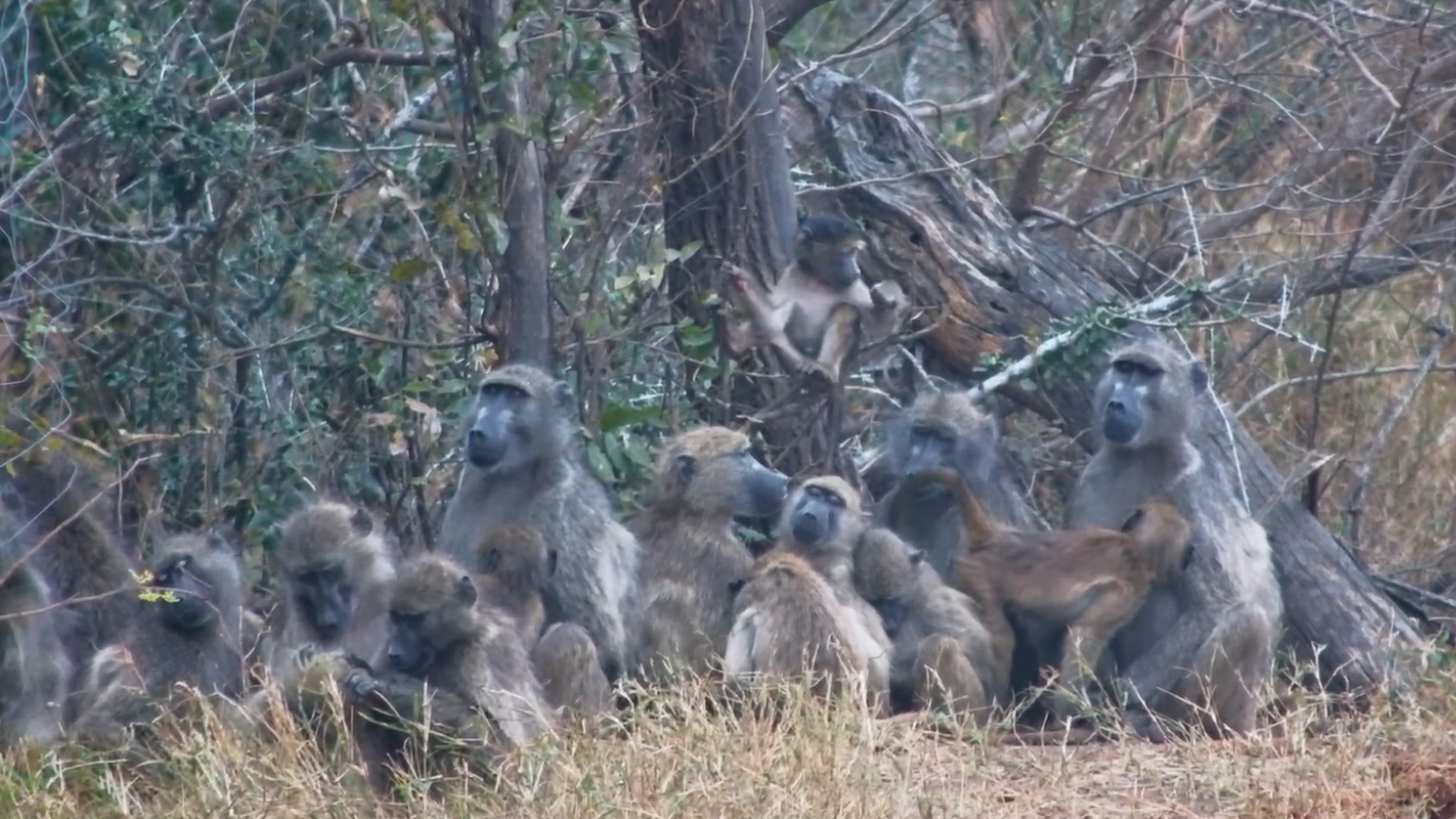 Two Naughty Baboons Ruin the Troop's Quiet Time