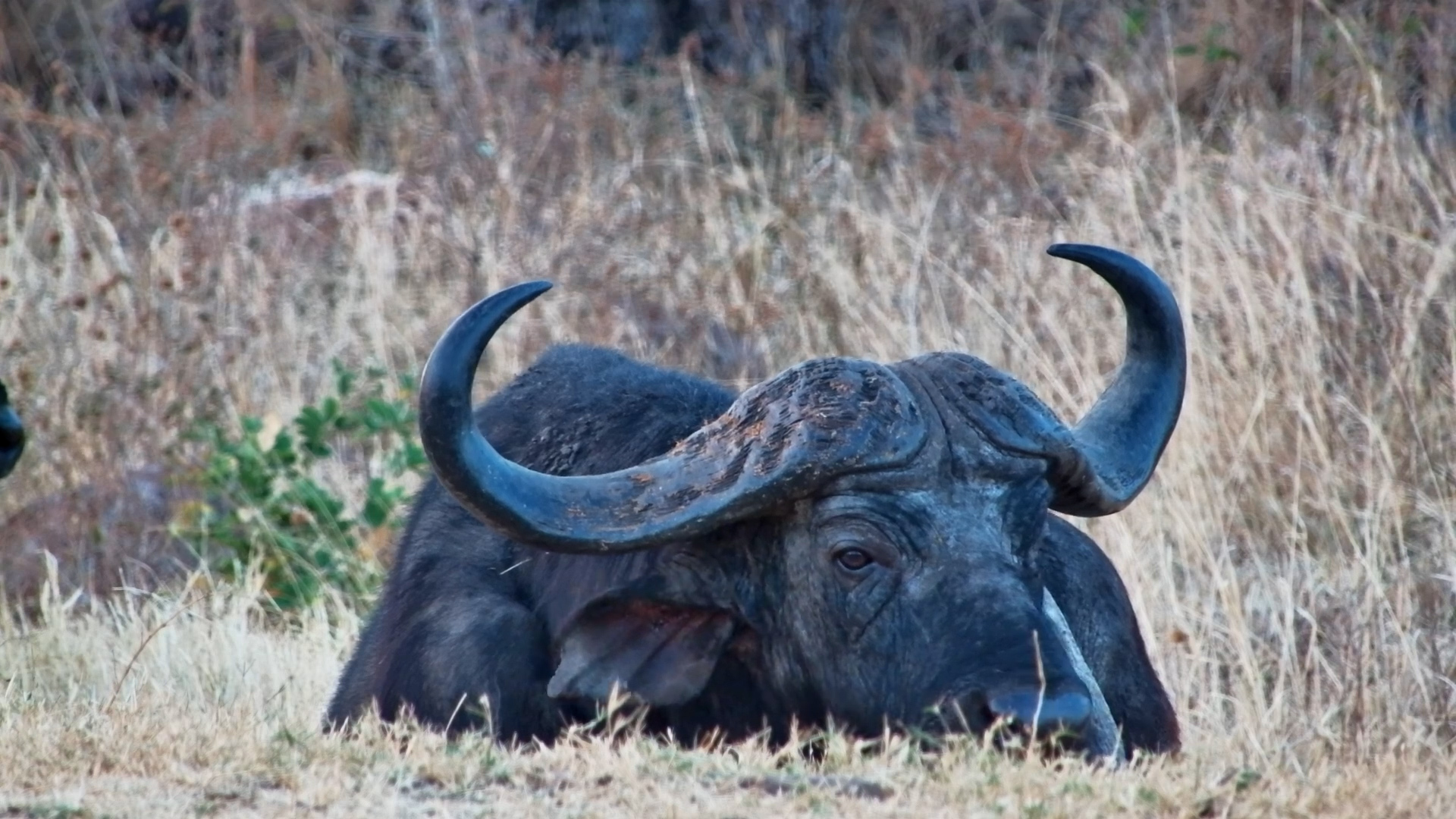 Up Close With a Buffalo Just Chewing the Afternoon Away