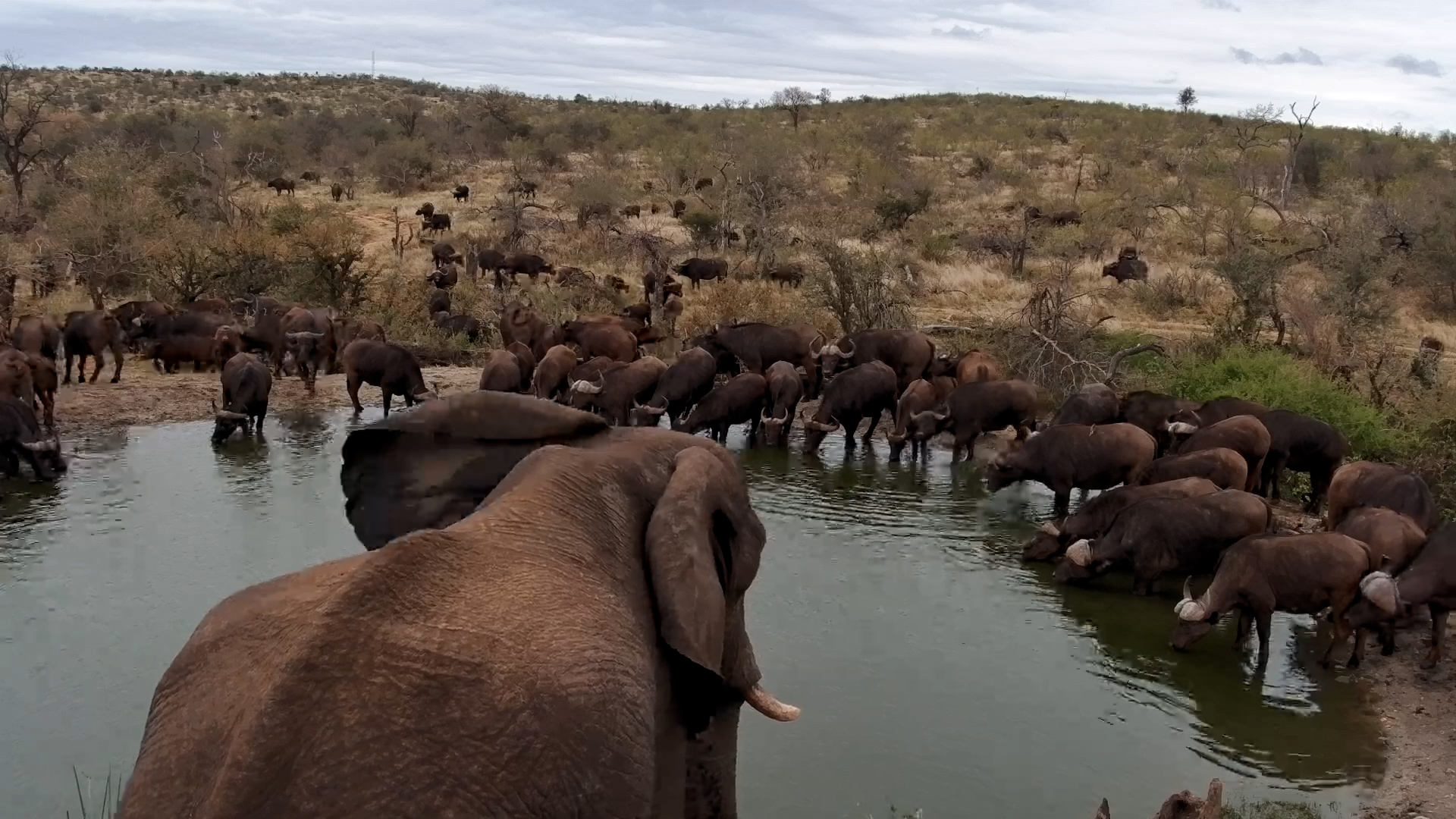 No Chasing Today! Elephant & Buffalos Share Nicely