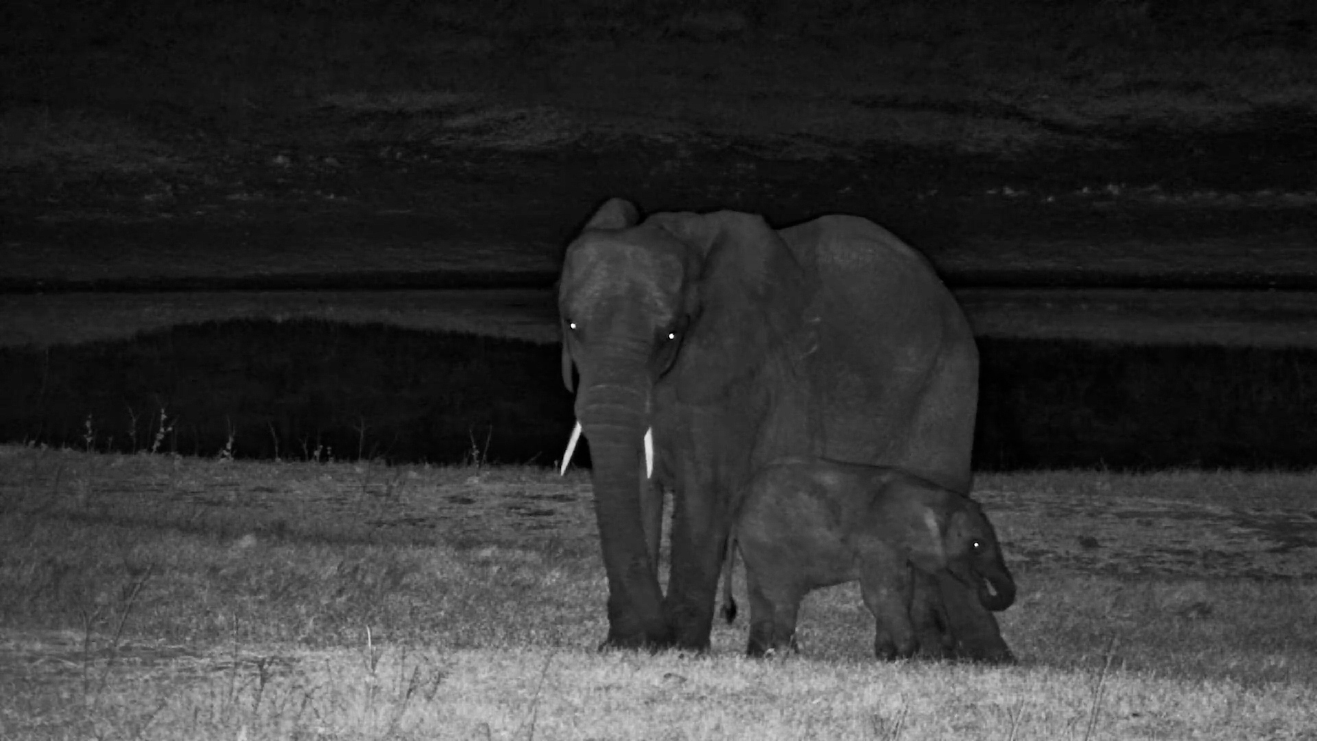 Little Elephant Has an Itch... Mum Will Do!