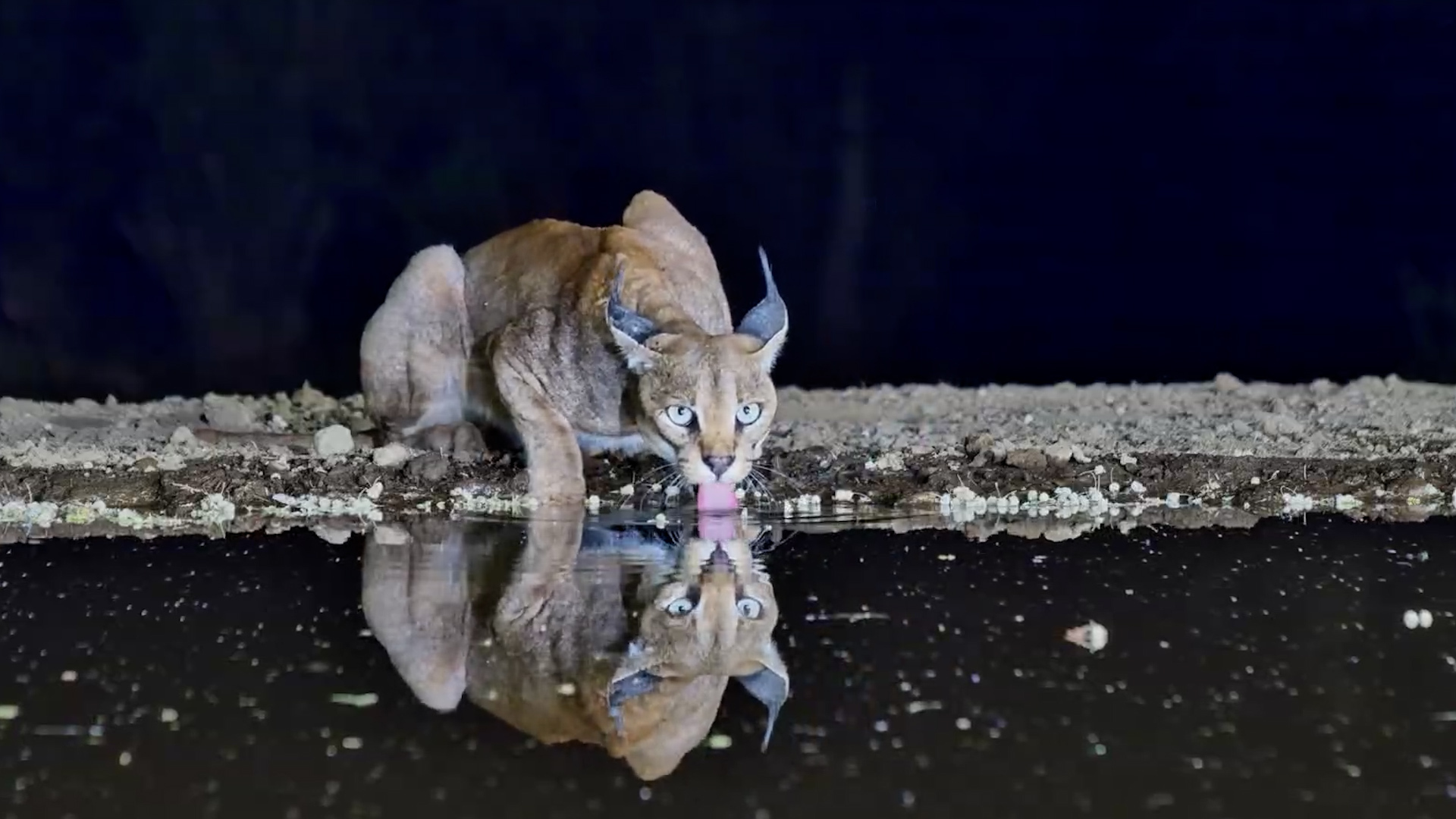 Nervous Caracal Tries to Drink Without Dropping Its Guard