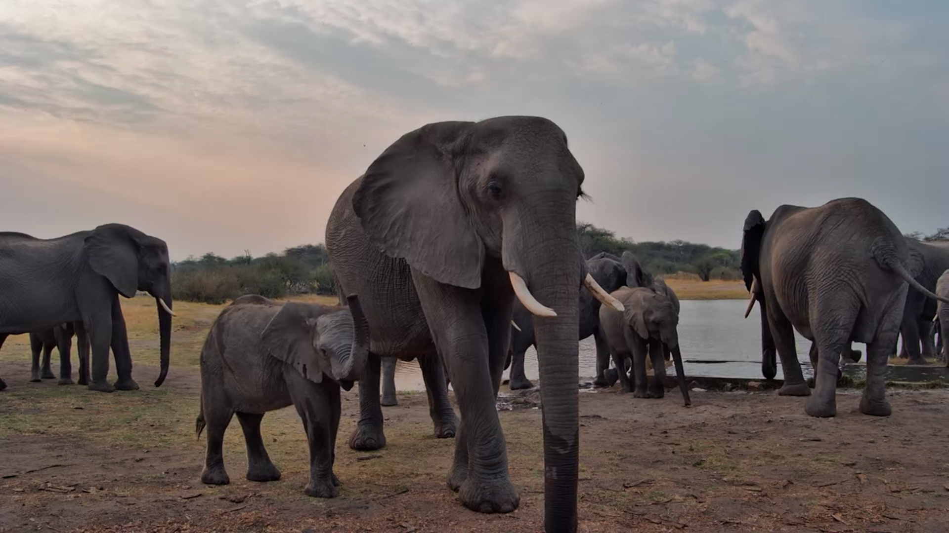 The Sweetest Little Moment in a Very Busy Elephant Herd