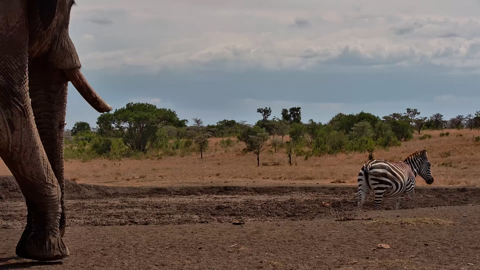 Zebra, Impala, Warthog... Then an Elephant Steals the Show