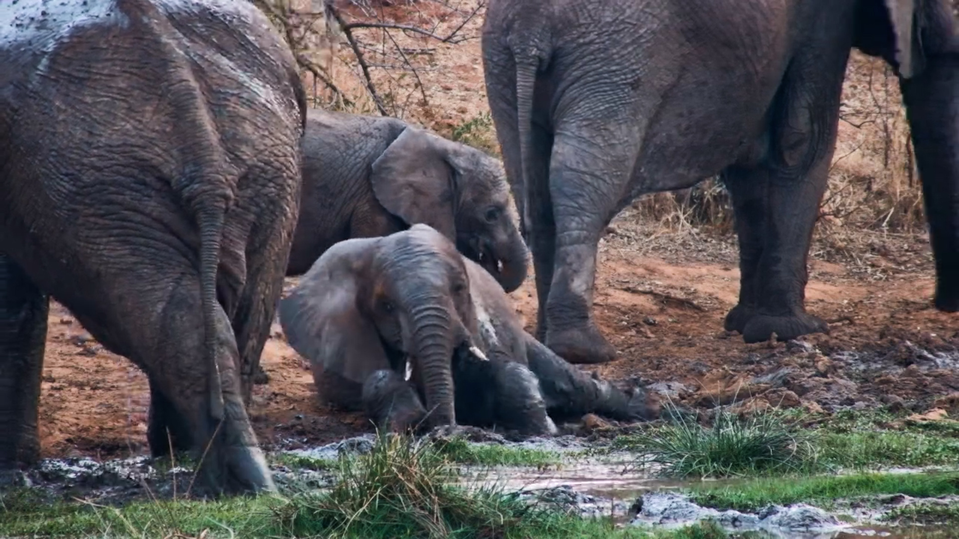 Elephant Spa Day Is Underway at Vic Falls Safari Lodge