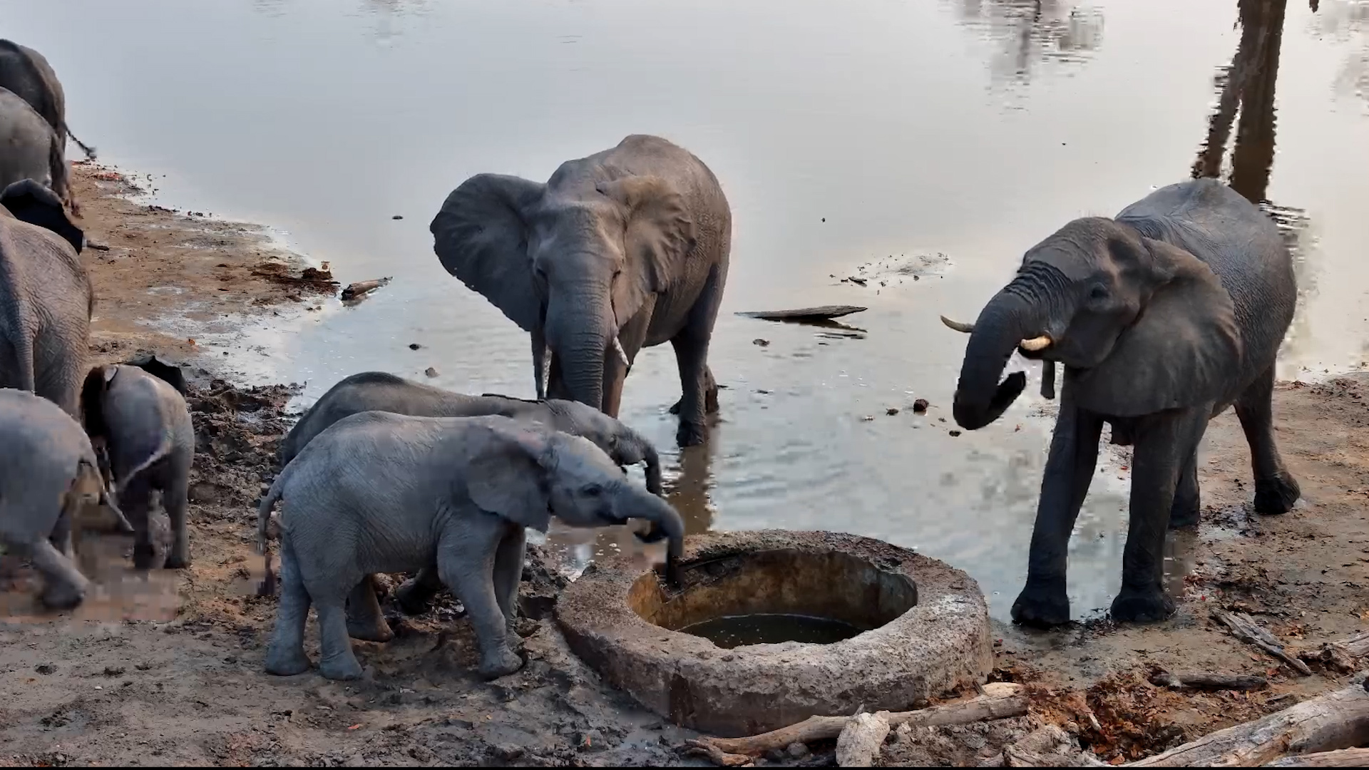 A Thirsty Elephant Family Finds the Perfect Drinking Spot