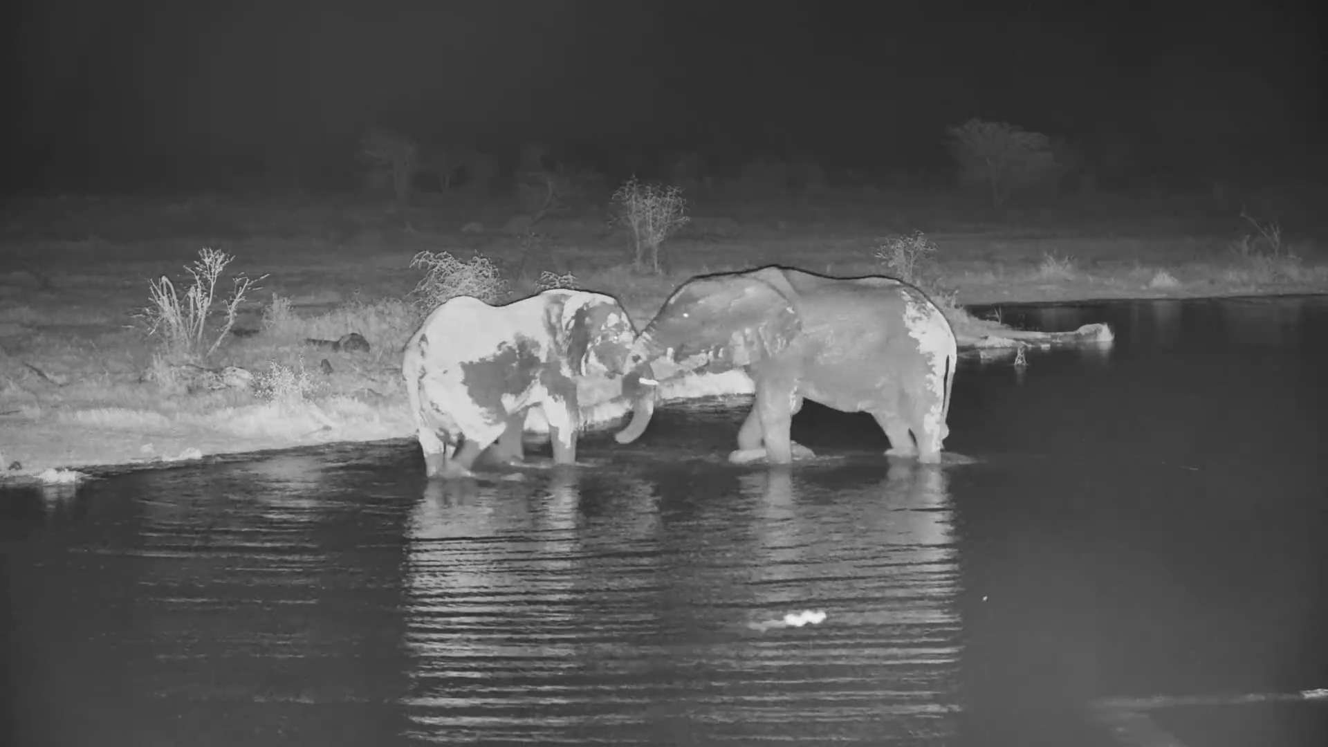 Two Kalahari Elephants Test Their Strength at Night