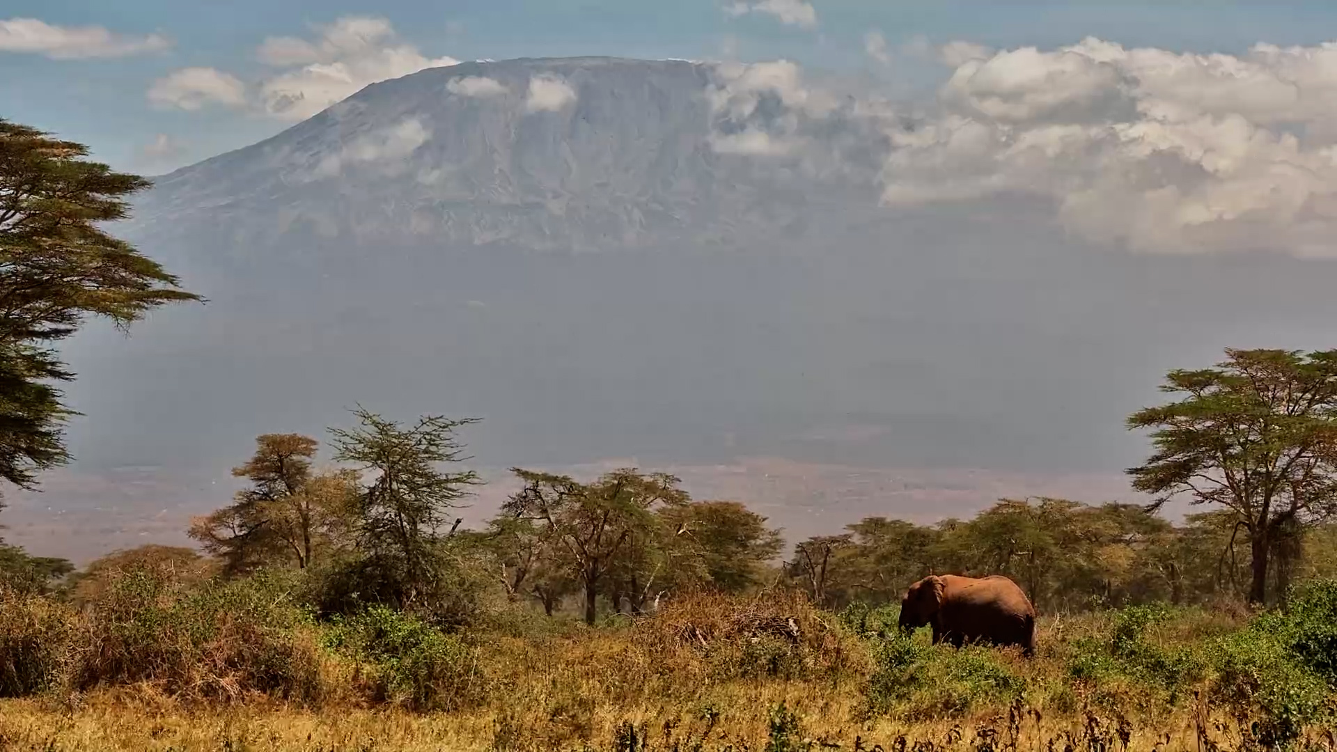 One of Africa's Most Iconic Views: Elephants & Kilimanjaro