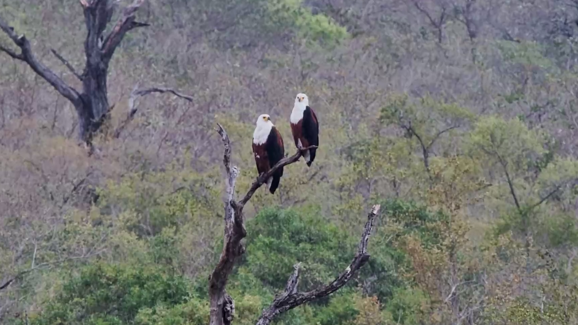 A Pair of African Fish Eagles Survey Their Kingdom