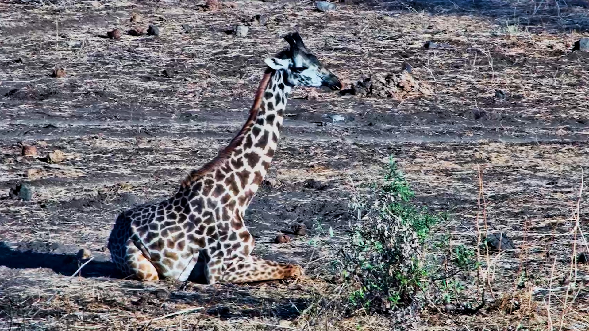 This Giraffe Has Decided It's Time for a Break